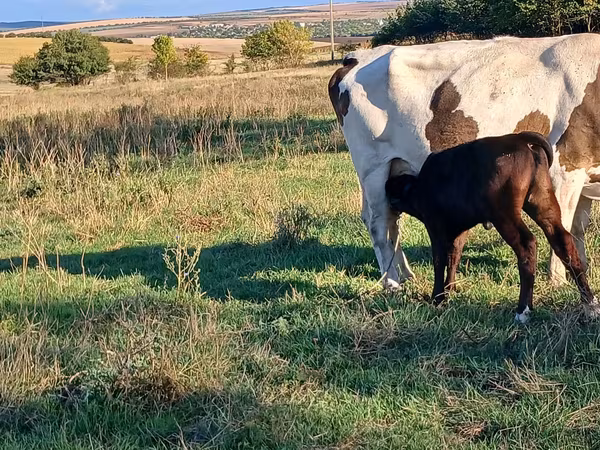 Cow, Simmental cattle