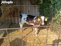 Kuh, Holstein-Rasse — Foto 2