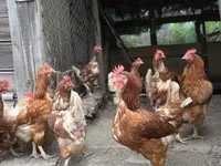 Chickens — foto 3