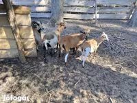 Kos, Cameroon sheep — 2. fotó
