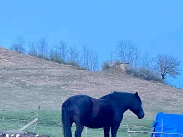 فرس, Kabardian horse