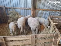 Ram, Sheep — photo 3