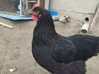 جيرسي جاينت — الصورة 2