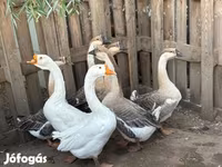 Geese — Foto 2