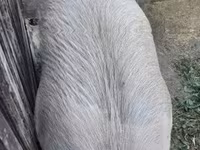 सूअर (लॉट, लिंग निर्दिष्ट नहीं), सूअर — फ़ोटो 5