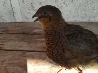 Quails — foto 4