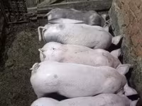 Säue, Schweine — Foto 3