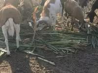 公羊, Cameroon sheep — 照片 1