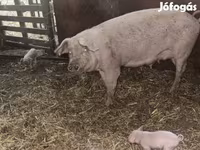 Süldőanya, Sertések — 2. fotó