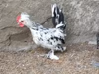 Chickens — foto 4
