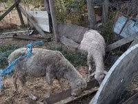 نعجة, الأغنام — الصورة 1