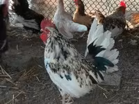 Chickens — 6. fotó