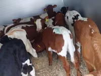 Bika, Simmental cattle — 2. fotó