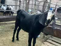 Теке, Nubian Goat — 4-сурет