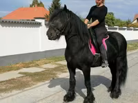 At, Fell pony — foto 7