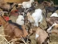 母山羊, Alpine goat — 照片 1