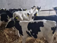 Býk, Russian Black pied cattle — foto 2