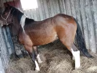 Caballo, Altai horse — foto 3