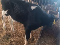 Byk, Simmental cattle — zdjęcie 6