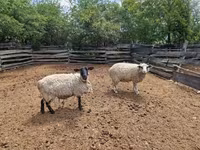 母羊, White Suffolk sheep — 照片 5