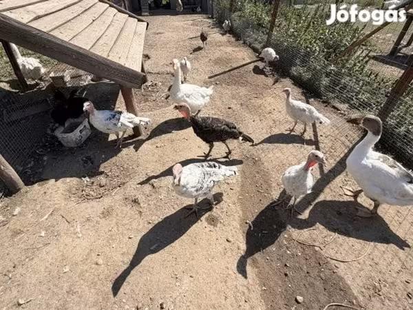 Royal Palm