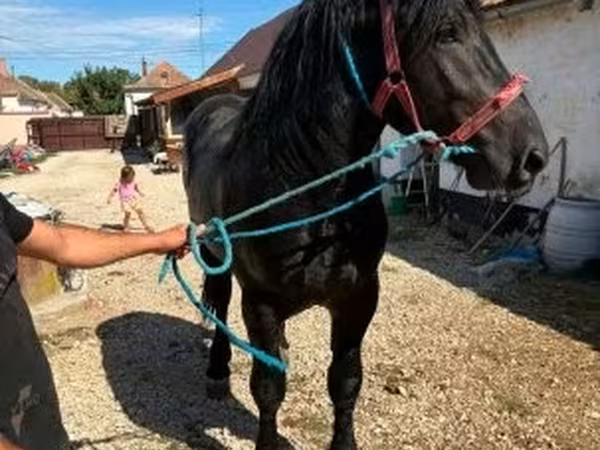 Hing, Percheron