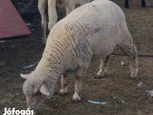 Oveja, Ovejas — Hungría