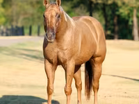 Caballo, Quarter Horse — foto 4