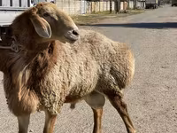 Baran, Arashan sheep — zdjęcie 3