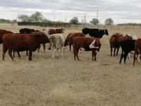Tehén, Swiss cattle — 1. fotó