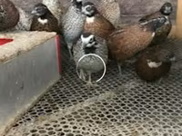 Guinea fowl — Foto 1
