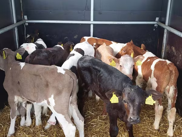 Bika, Simmental cattle