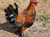 Chickens — Foto 7