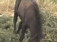 घोड़ी, घोड़े — फ़ोटो 1