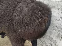 Ram, Hissar sheep — photo 2