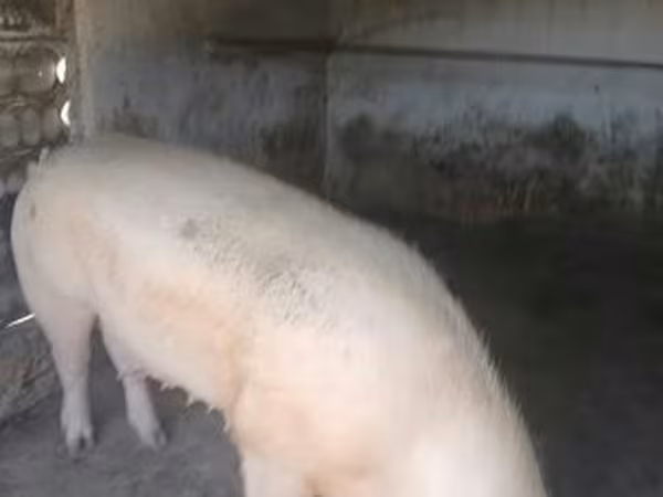 Säue, Крупная белая