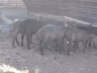 Widder, Arabi sheep — Foto 3
