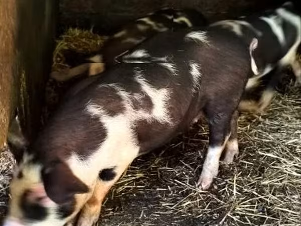 Boar, Pigs — Hungary
