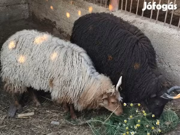 Oveja, Racka sheep