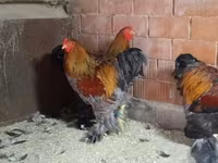 Brahma — Foto 3