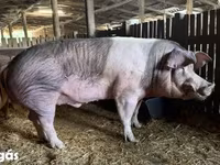 公猪, Pigs — 照片 2
