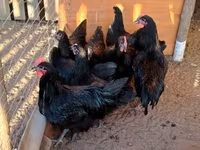 Australorp — foto 2