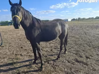 Hengst, Nonius horse — Foto 2