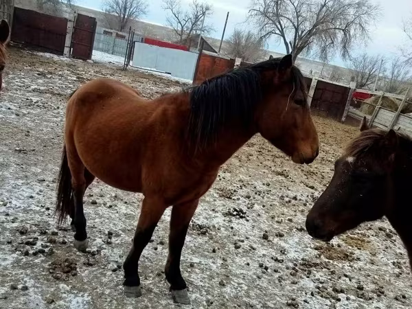 Hengst, Kazakh horse