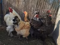 Chickens — photo 7