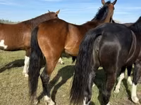 فرس, Dutch warmblood horse — الصورة 5