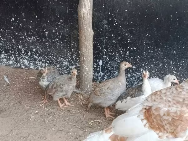 Guinea fowl