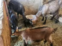 Goat, Goats — photo 5