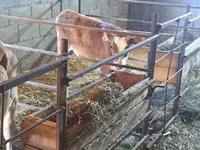 Krava, Swiss cattle — foto 3