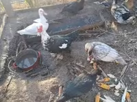 Ducks — फ़ोटो 1